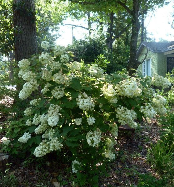 HYDRANGEA quercifolia 'Snowflake' - Hortensia à feuilles de chêne