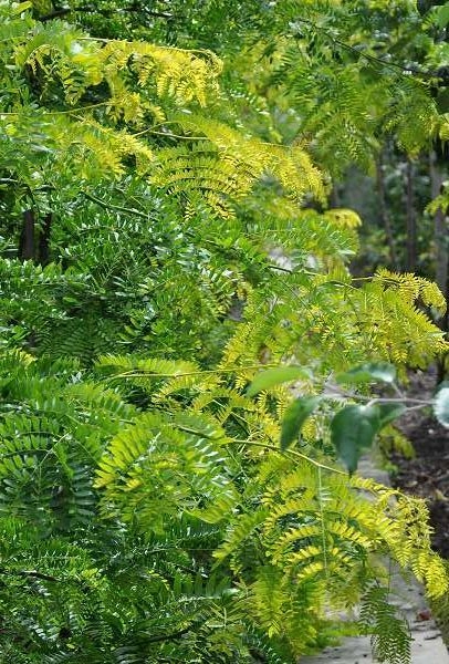 GLEDITSIA triacanthos 'Sunburst' - Févier d'Amérique sans épines doré 'Sunburst'.