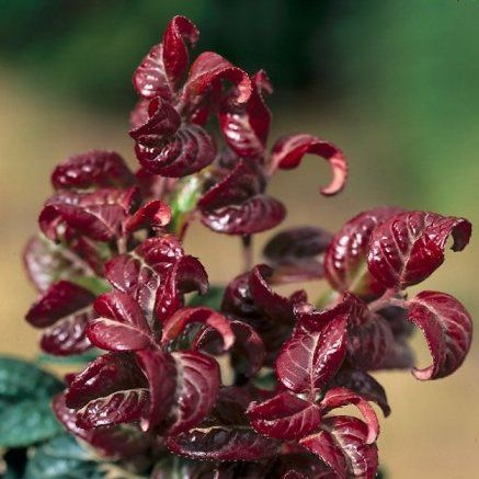 LEUCOTHOE axillaris 'Curly Red'® - Arbuste nain au feuillage persistant
