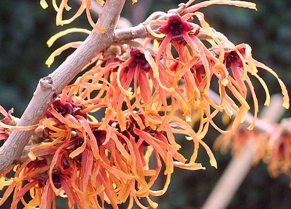 HAMAMELIS intermedia 'Feuerzauber' - Noisetier de sorcière 'Feuerzauber'