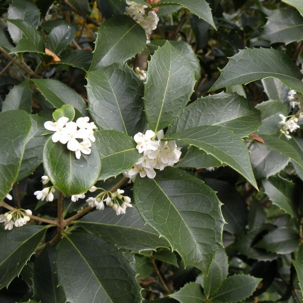 OSMANTHUS fortunei - Osmanthe aquifolium 'Latifolius'