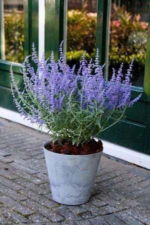 PEROVSKIA atriplicifolia 'Lacey Blue'® - Sauge d'Afghanistan 'Lislitt'®