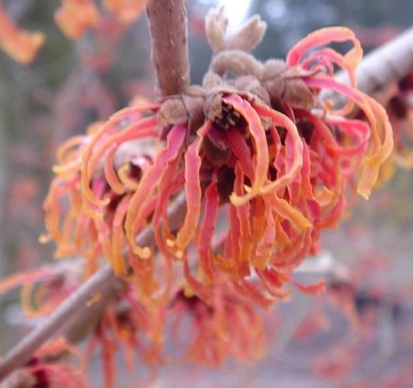 HAMAMELIS intermedia 'Jelena' - Noisetier de sorcière 'Jelena'