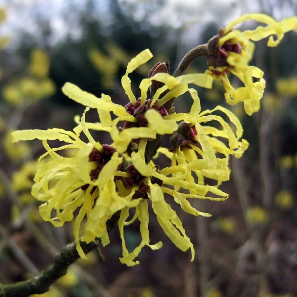 HAMAMELIS virginiana - Noisetier des sorcière 'Virginiana