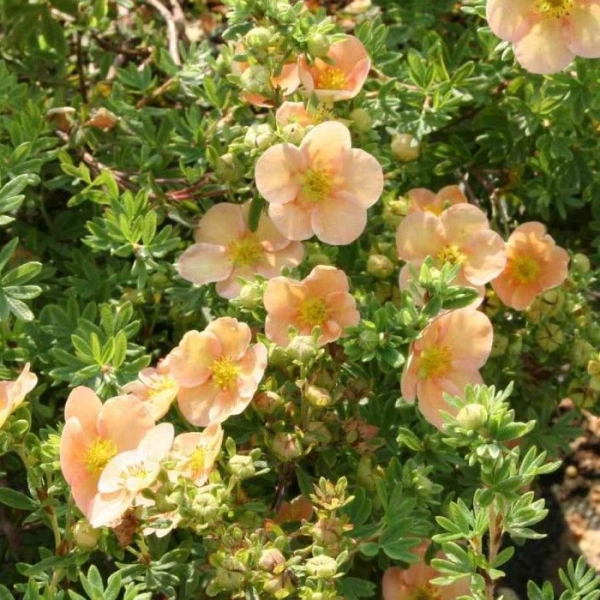 POTENTILLA fruticosa 'Daydawn' - Potentille arbustive 'Daydawn'