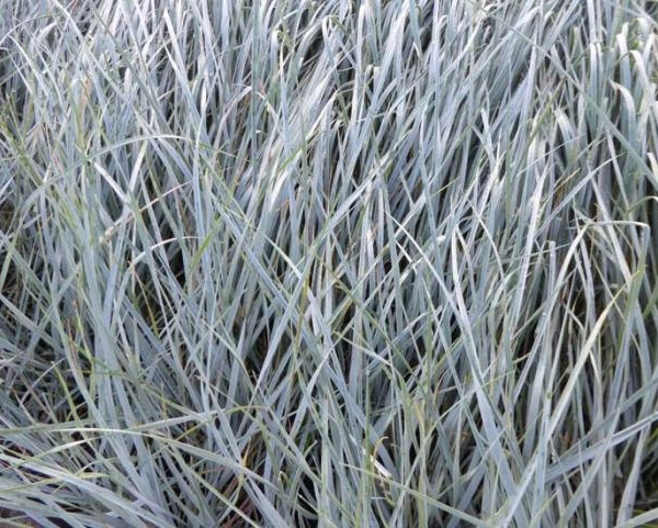 AGROPYRON magellanicus - Graminée, Elymus péctiné
