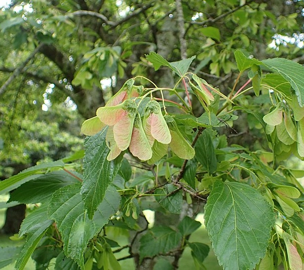ACER tataricum 'Ginnala' - Erable du fleuve amour, érable de tatarie