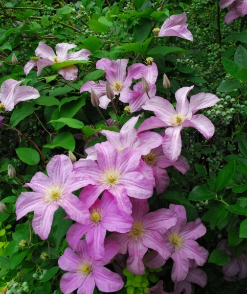 CLEMATITE 'Comtesse de Bouchaud' - Plante grimpante