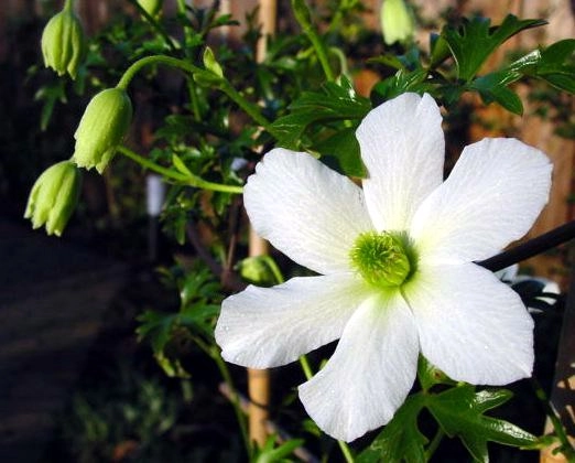 CLEMATITE 'Early Sensation' - Plante grimpante