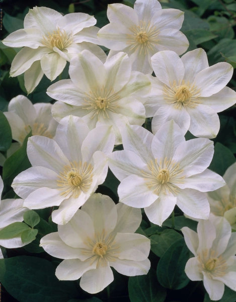 CLEMATITE 'Guernsey Cream' - Plante grimpante