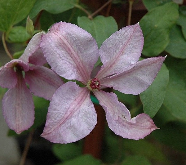 CLEMATITE 'Margaret Hunt' - Plante grimpante