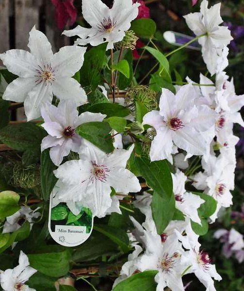 CLEMATITE 'Miss Bateman' - Plante grimpante