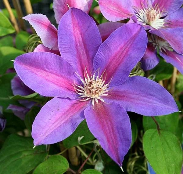 CLEMATITE 'Mrs N. Thompson' - Plante grimpante