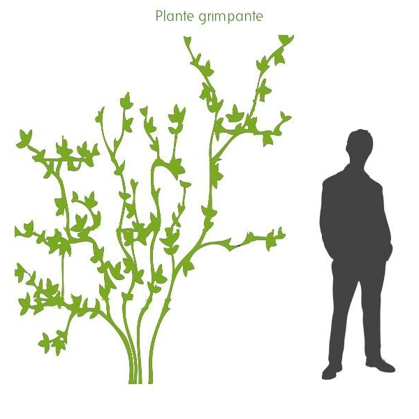 CLEMATITE Montana 'Grandiflora' - Plante grimpante