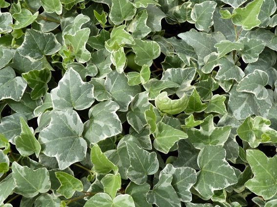 HEDERA helix 'Kolibri' - Lierre Commun 'Kolibri'