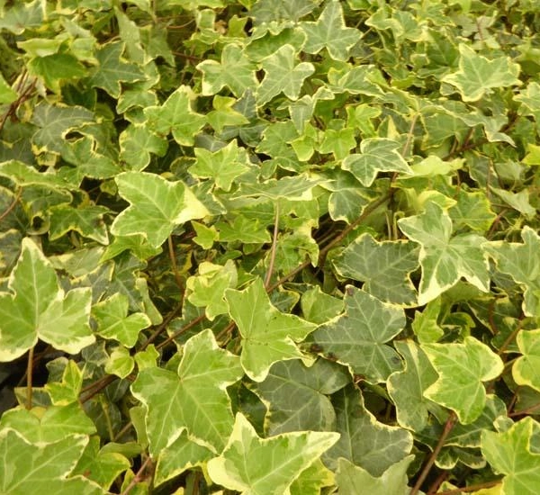 HEDERA helix 'Goldchild' - Lierre commun 'Goldchild'