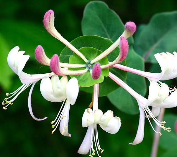 LONICERA caprifolium - Chèvrefeuille des jardins