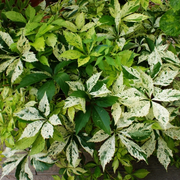 PARTHENOCISSUS quinquefolia 'Star Showers' - Vigne vierge japonaise