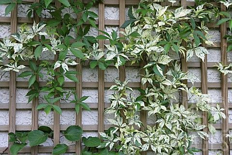 PARTHENOCISSUS quinquefolia 'Star Showers' - Vigne vierge japonaise