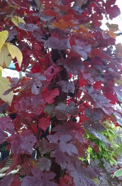 VITIS vinifera 'Purpurea' - Vigne pourpre
