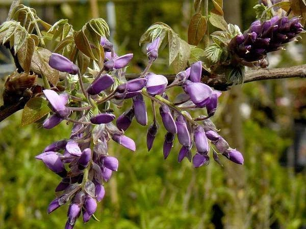 WISTERIA brachybotrys 'Yokohama Fuji' - Glycine 'Yokohama Fuji'