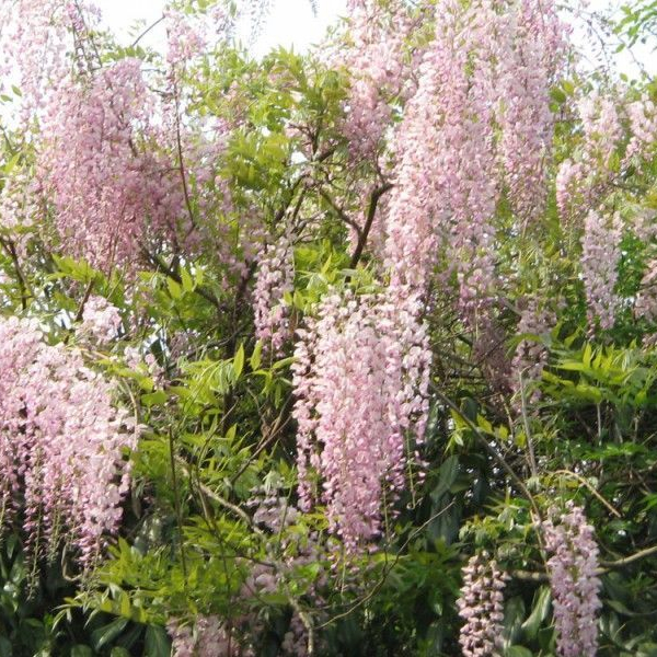 WISTERIA floribunda 'Rosea' - Glycine japonaise 'Rosea'