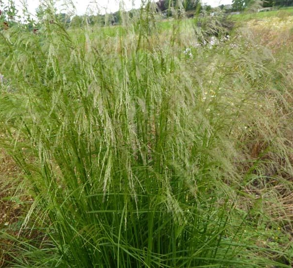 DESCHAMPSIA cespitosa 'Tauträger' - Graminée, Canche Cespiteuse