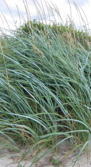 LEYMUS arenarius - Graminée, Blé d'azur