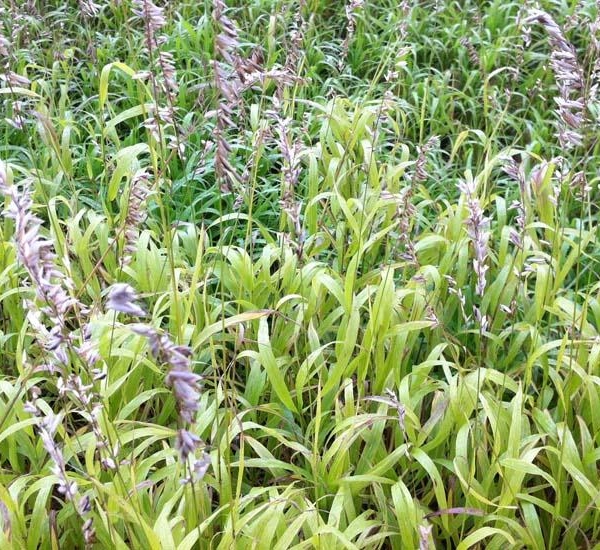 MELICA altissima 'Atropurpurea' - Graminée, Mélique