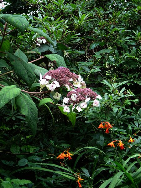 HYDRANGEA aspera 'Sargentiana' - Hortensia à grandes feuilles 'Sargentiana'