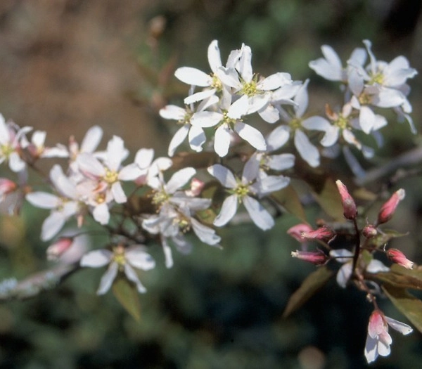 AMELANCHIER arborea 'Robin Hill' - Amélanchier d'Amérique 'Robin Hill'.