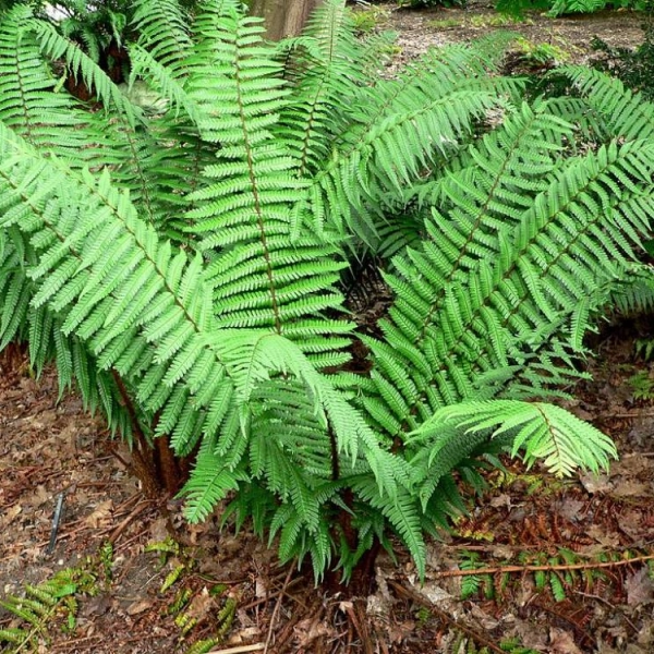 DRYOPTERIS wallichiana - Fougère à écailles dorées