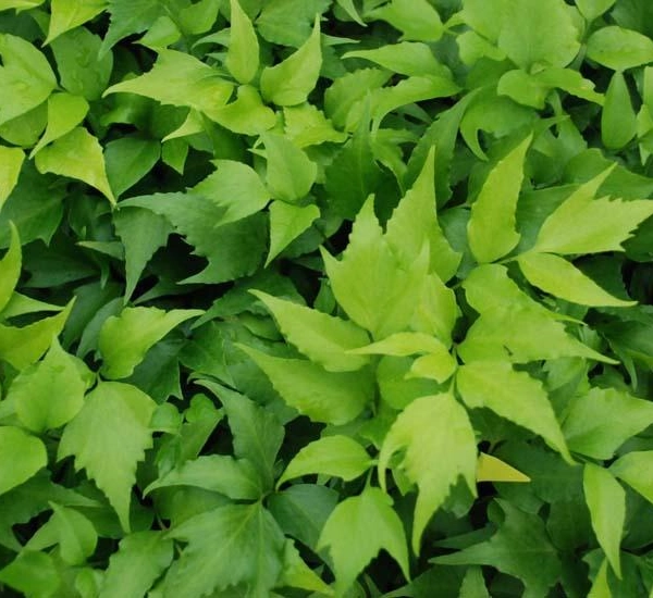 CYRTOMIUM falcatum