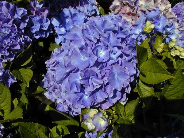 HYDRANGEA macrophylla 'Benelux' - Hortensia à fleurs bleu cobalt 'Benelux'