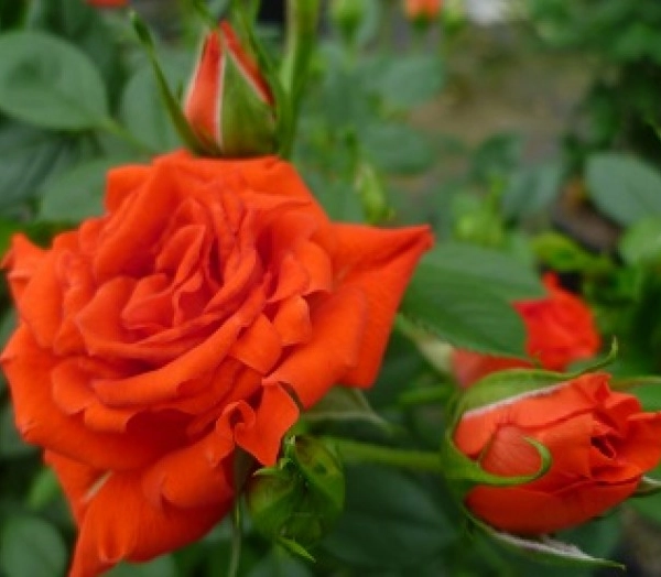 ROSIER Miniature petite tige 'ORANGE SYMPHONIE' ® Meininrut