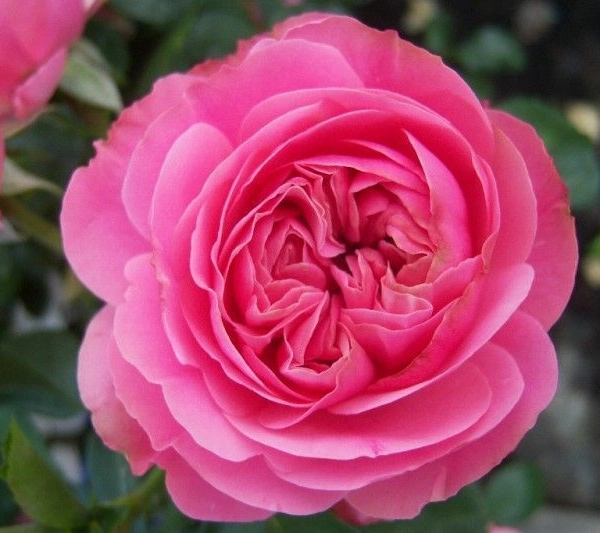 ROSIER petite tige Grande fleur 'LEONARD DE VINCI' ® Meideauri