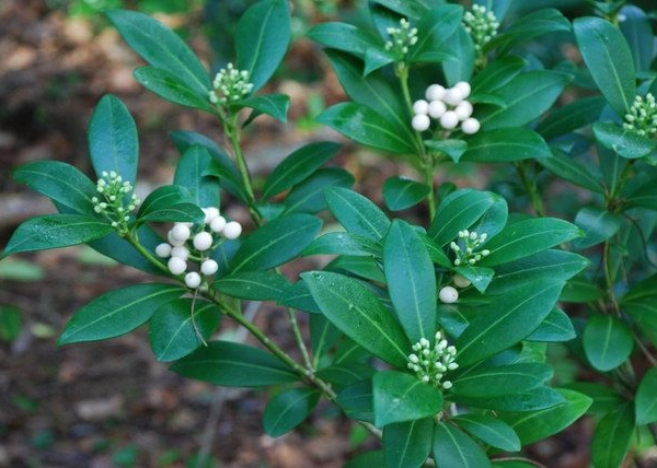 SKIMMIA japonica 'Kew White'