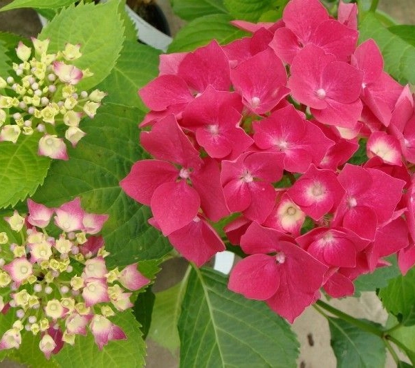 HYDRANGEA macrophylla 'Leuchtfeuer' - Hortensia à fleurs de couleur rose cerise 'Leuchfeuer'