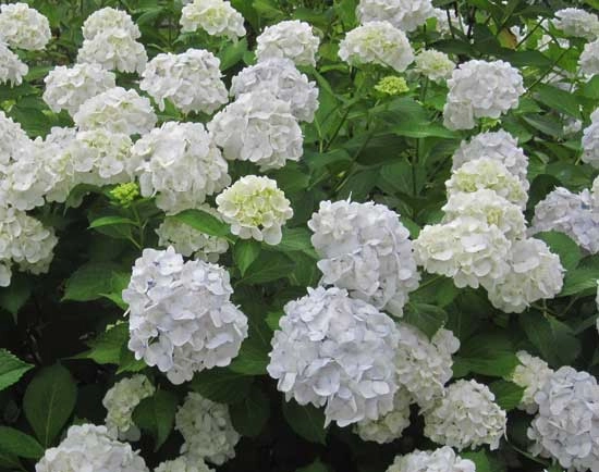 HYDRANGEA macrophylla 'Mme Emile Mouillère' - Hortensia à fleurs blanches 'Mme emile Moullière'