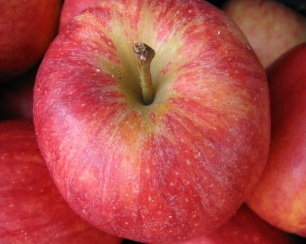 POMMIER 'Gala' Palmette simple U - Arbre fruitier palmette