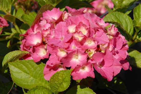 HYDRANGEA macrophylla 'Rosita' - Hortensia à grosses fleurs roses 'Rosita'
