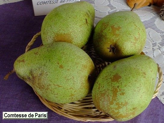 POIRIER 'Comtesse de Paris' Palmette simple U - Arbre fruitier pamette