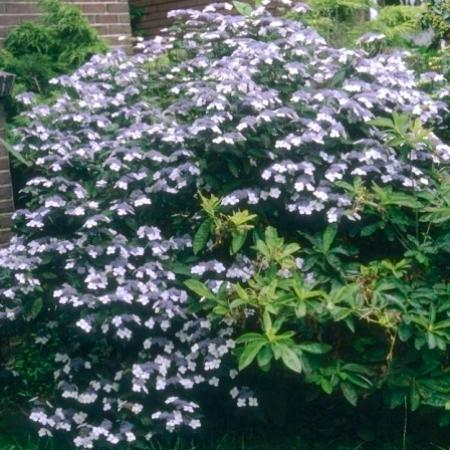 HYDRANGEA macrophylla 'Mariesii Perfecta' - Hortensia à fleurs plates bleues 'Mariesii Perfecta'