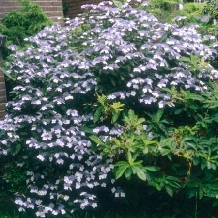 HYDRANGEA macrophylla 'Mariesii Perfecta' - Hortensia à fleurs plates bleues 'Mariesii Perfecta'
