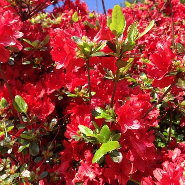 AZALEE japonaise 'Rouge' - Azalée du Japon 'Rouge'
