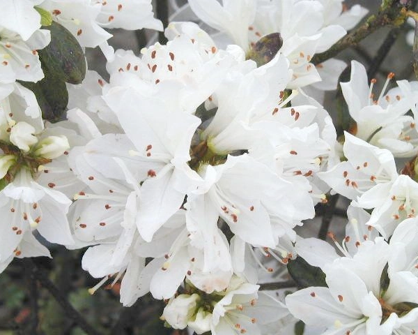 AZALEE japonaise 'Blanche' - Azalée du Japon 'Blanche'
