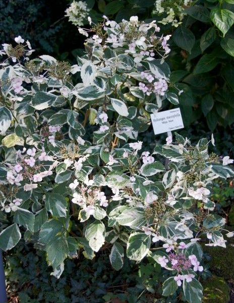 HYDRANGEA macrophylla 'White wave' - Hortensia à fleurs plates blanches 'White Wave'