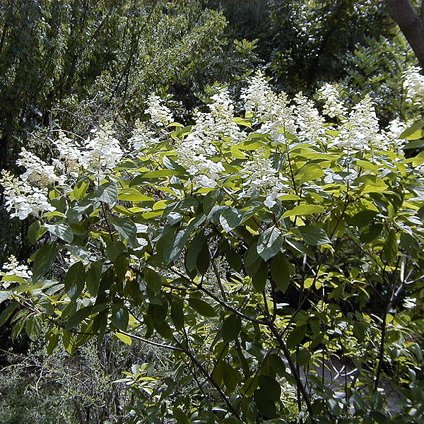 HYDRANGEA paniculata 'Tardiva' - Hortensia paniculé 'Tardiva'