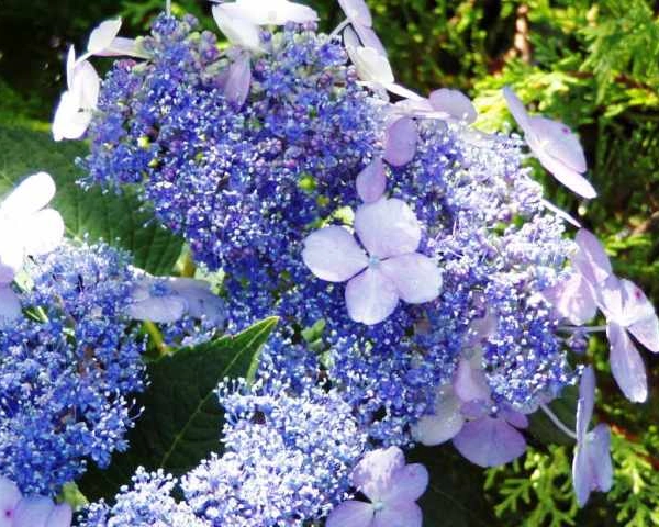 HYDRANGEA serrata 'Blue Bird' - Hortensia serrata 'Blue Bird'