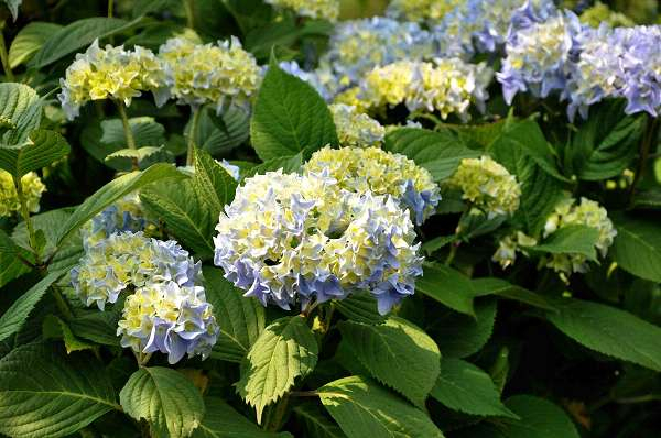 HYDRANGEA serrata 'Nikko Blue' - Hortensia serrata 'Nikko Blue'